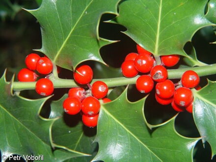 HOLLY (Cesmína ostrolistá) 20 ml - Bachovy esence