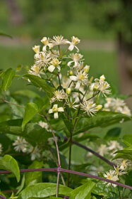 CLEMATIS (Bílá lesní réva) 20 ml - Bachovy esence