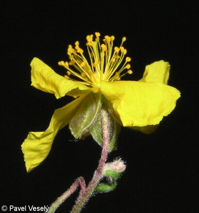 ROCK ROSE  (Devaterník penízkovitý) 20 ml - Bachovy esence