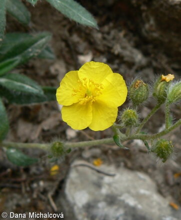 ROCK ROSE  (Devaterník penízkovitý) 20 ml - Bachovy esence