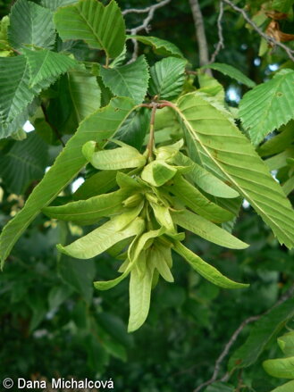 HORNBEAM (Habr obecný) 20 ml - Bachovy esence
