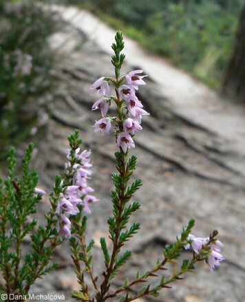 HEATHER (Skotský vřes) 20 ml - Bachovy esence