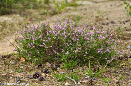 HEATHER (Skotský vřes) 20 ml - Bachovy esence